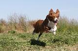 BORDER COLLIE 340